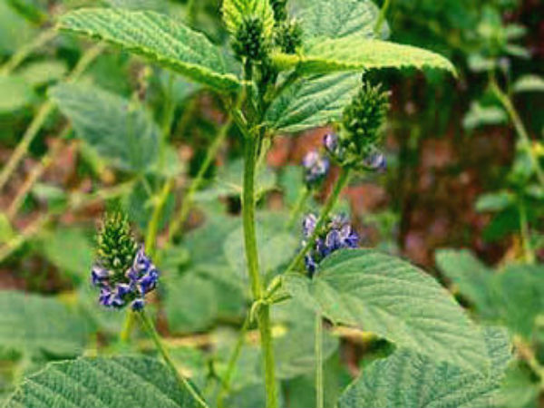 வருமானம்