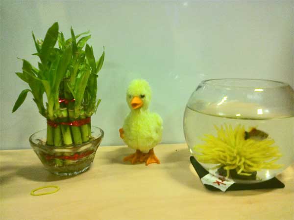 எங்கே வைக்க வேண்டும்?