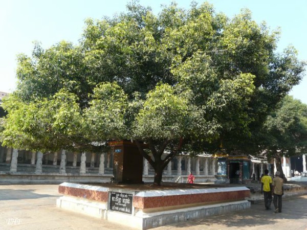 மரங்கள் ஏன் புனிதமானதாக கருதப்படுகிறது?