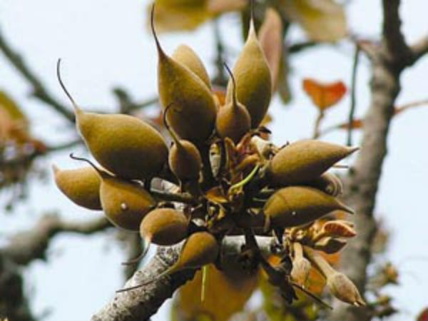 அந்தரங்க வாய்வு