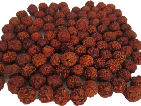 ருத்ராட்சத்தின் ஆரோக்கிய நன்மைகள்