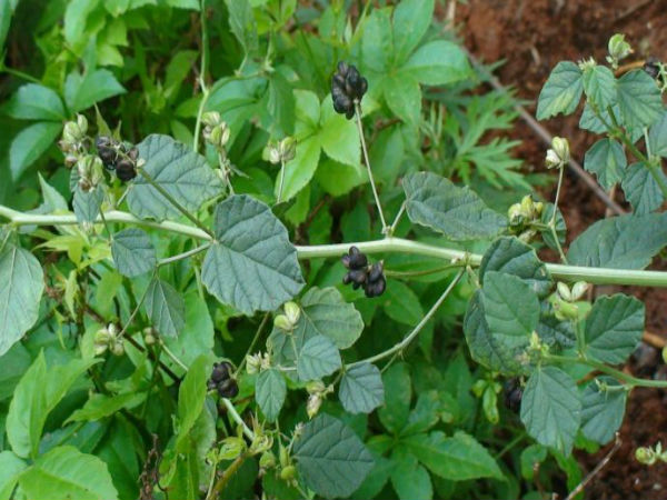 பழத்தின் நன்மைகள்