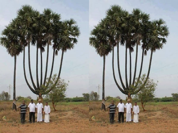 ஏழு கிளை பனைமரம்