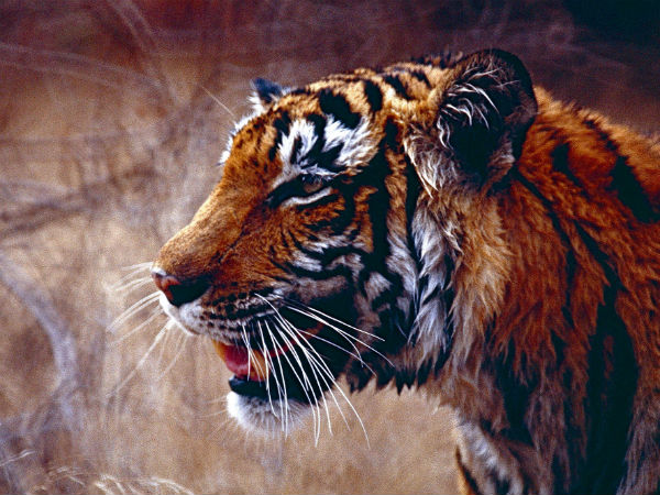 புலி வேட்டை