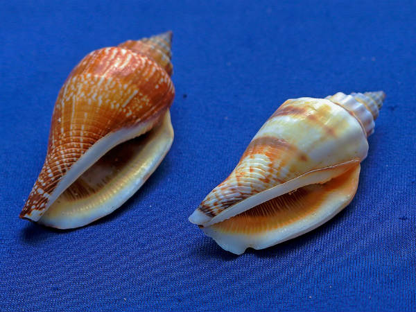 மற்ற பயன்கள் 