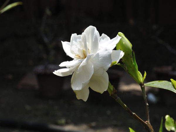 வெள்ளை மலர்கள்