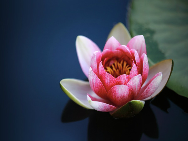 ராஜ மலர்கள்