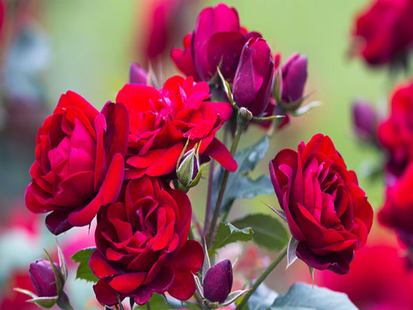 தொட்டிகளில் வளர்க்கலாமா?