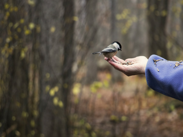 பறவையின் எச்சம் 