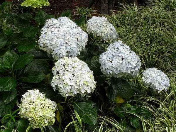 செடியின் தன்மை