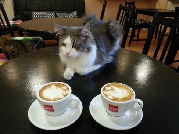 பூனை காஃபி - யானை காஃபி