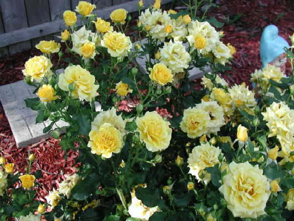 ரோஜா செடியை பராமரிக்கும் முறை