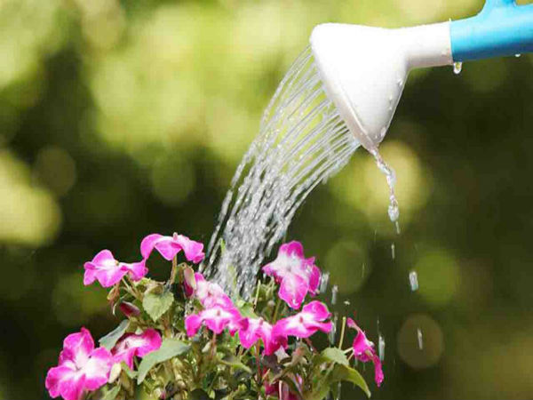 செடிகளுக்கு