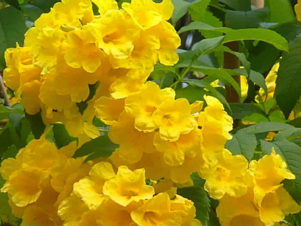 மஞ்சள் நிற மலர்கள்