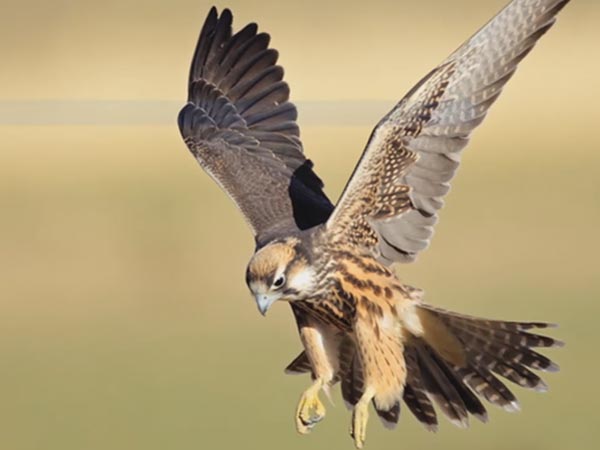 நவம்பர் 25 - டிசம்பர் 23