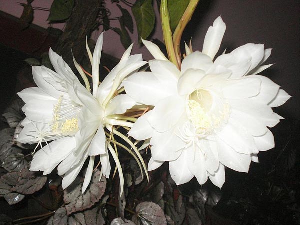 வாசனை மலர்