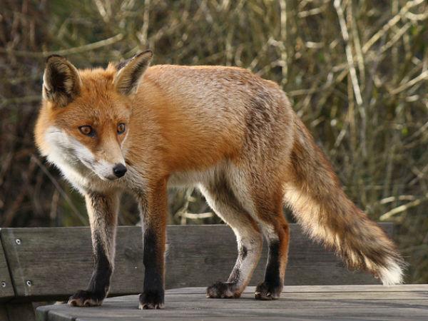 மார்ச் 18 - ஏப்ரல் 14