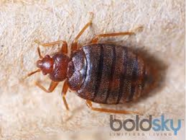 எறும்பு, மூட்டைப் பூச்சி உள்ளிட்ட திடீரென வரும் பூச்சிகள்