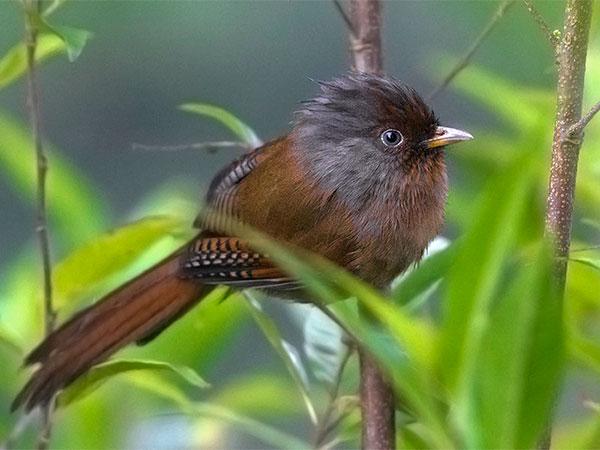 ஜூன் 10 - ஜூலை 7