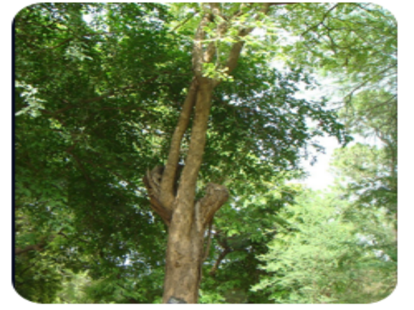 மகர ராசி 