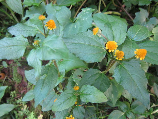 பல்வேறு பயன்கள் பல்வேறு பயன்கள்