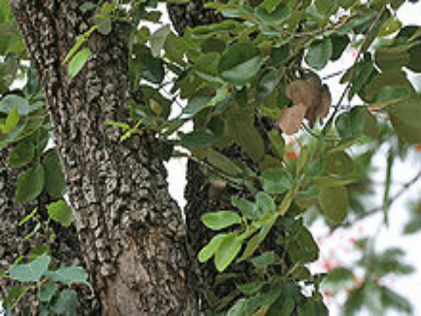 மேஷ ராசி