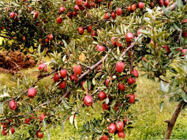 ஜானி ஆப்பிள் சீடும் டிஸ்னி படங்களும்