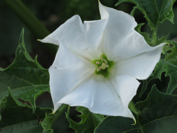 ஊமத்தம் மலர்