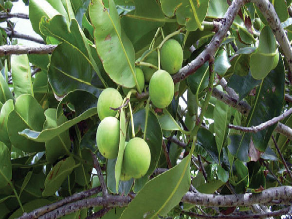 கடக ராசி 