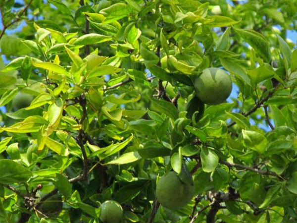 வில்வ மரம்