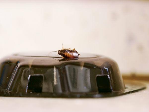 பூச்சி கட்டுப்பாடு