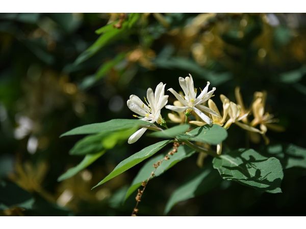 ஹனிசக்கிளின் ஆரோக்கிய நன்மைகள்