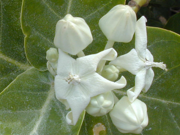 எருக்கை வேர்கள்