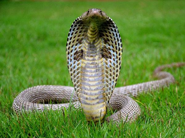 சர்ப்ப தோஷம் நீங்க பரிகாரம்