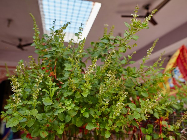 துளசி கல்யாணம்