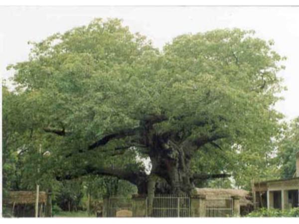 பாரிஜாத விருக்ஷ்ம்