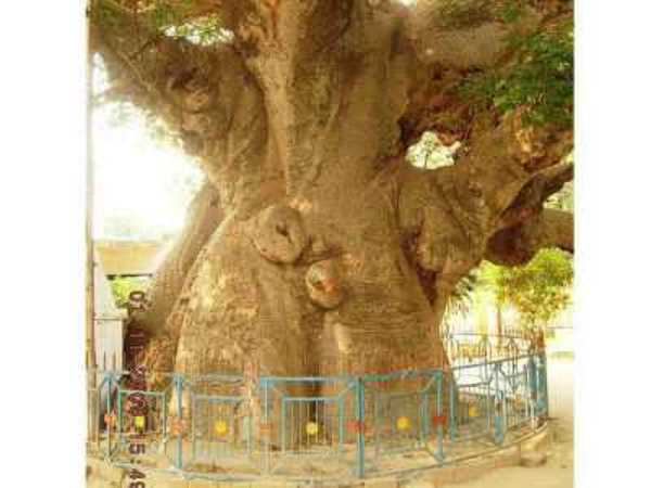 ஆசீர்வதிக்கப்பட்ட மரம்