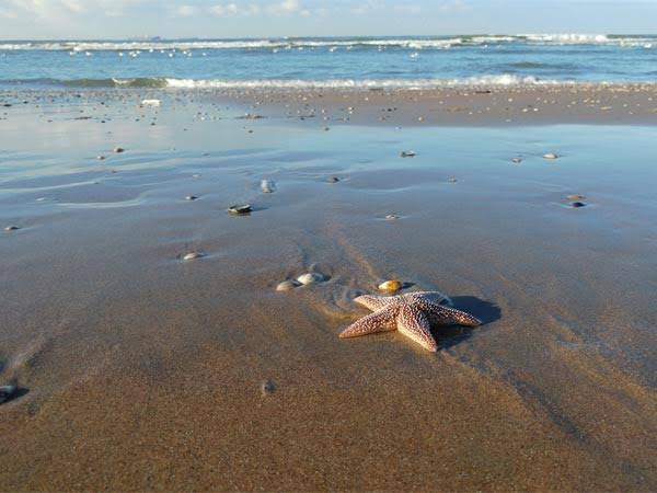 மணலில் புதைந்திருக்கும்