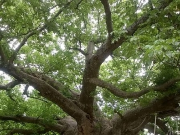 தனித்துவமான இலைகள்