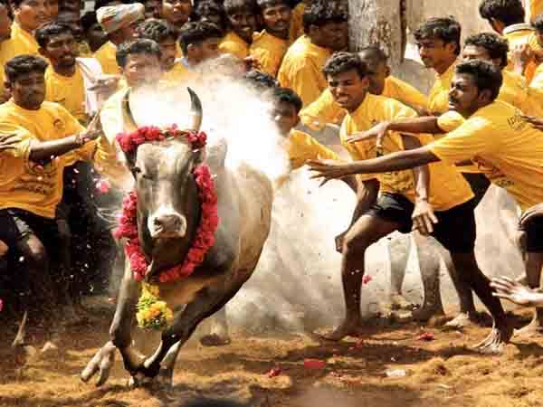 ஜல்லிக்கட்டின் வரலாறு 