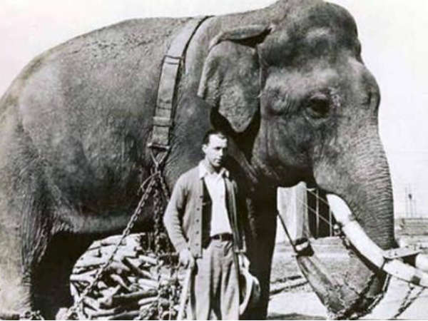 யானை மற்றும் ஆசிட் 