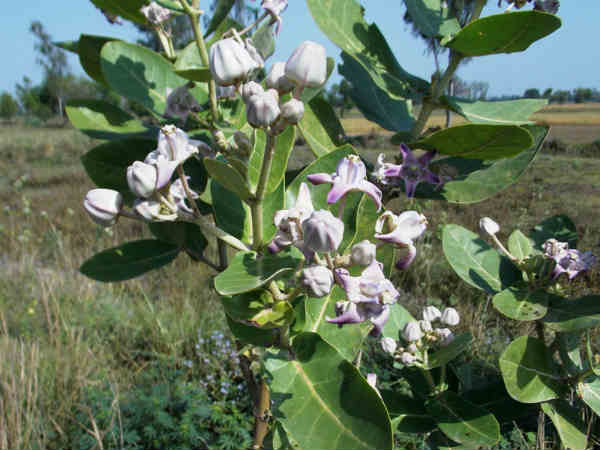 நோய்கள் தீரும்