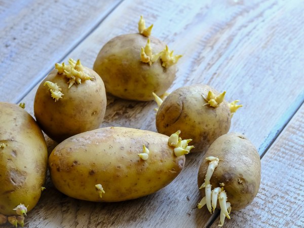  உருளைக்கிழங்கு 