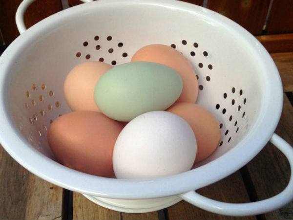 வெள்ளை மற்றும் ப்ரவுன் முட்டைகள் மட்டுமே உள்ளது