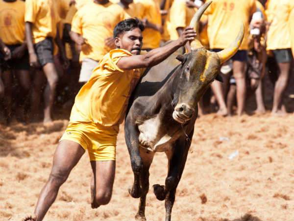 ஜல்லிக்கட்டு