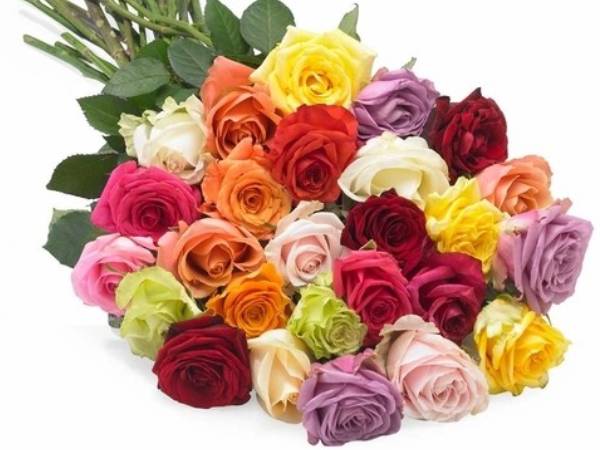 எந்த நிற ரோஜாக்கள்