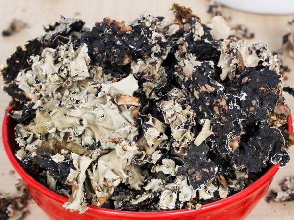 Know The Health Benefits Of Black Stone Flower Or Kalpasi