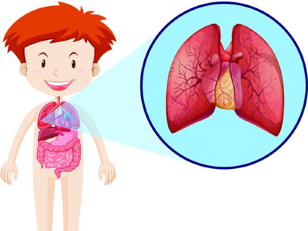 Surprising Facts About the Respiratory System Surprising Facts About the Respiratory System