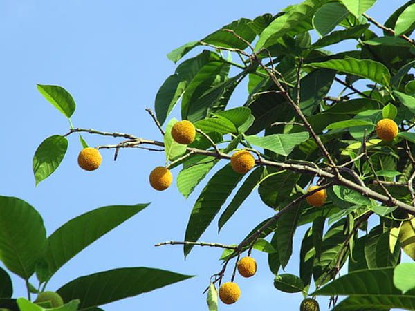 கடம்ப மரம் மருத்துவ குணம்