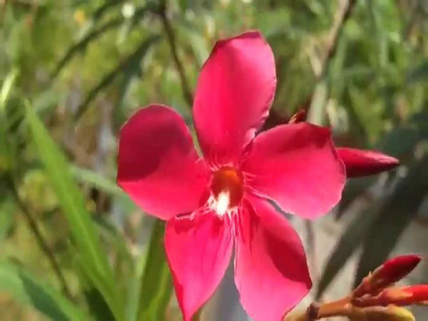 நன்மை தரும் வாஸ்து செடிகள்